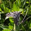 Aplocera sp.